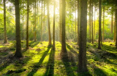 10 интересных фактов о деревьях