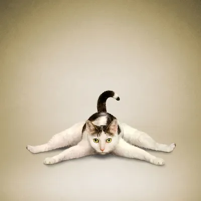 Животные занимаются йогой « FotoRelax | Cat yoga, Animal yoga, Cute cats