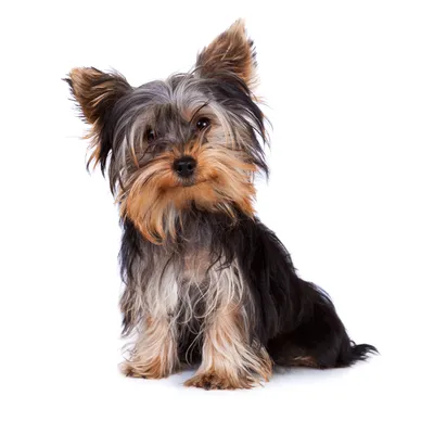 Йоркширский терьер (Yorkshire Terrier) – фото, описание породы, стрижка и  одежда, отзывы владельцев