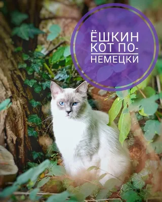 Ёшкин кот...» — Яндекс Кью