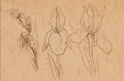 Ирисы. Как нарисовать цветы акварелью