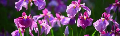 Самые неприхотливые сибирские ирисы | Интернет-магазин садовых растений