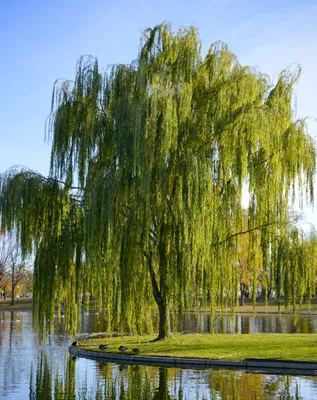 Ива вавилонская (Salix babylonica) — путеводитель по отдыху в Крыму