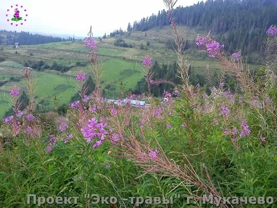 Иван-чай (лат. Chamaenérion angustifolium или Epilóbium angustifolium) –  тема научной статьи по наукам о здоровье читайте бесплатно текст  научно-исследовательской работы в электронной библиотеке КиберЛенинка