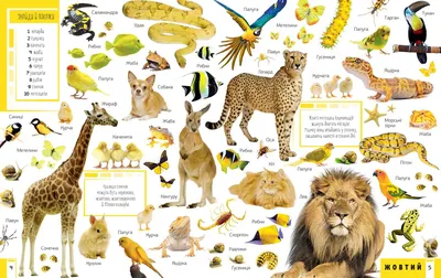 Учим животных Сборник Монтессори Угадай Домики Как говорят Животные  Развивающие мультики для детей - YouTube