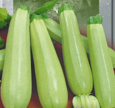 Купить кабачок Динар F1 1000 семян цена в интернет-магазине Агро Качество