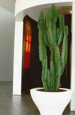 Композиции из кактусов, купить кактусы в флорариуме икосаэдр / Geo Glas