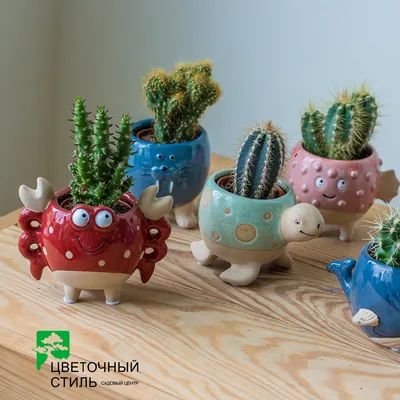 Кактус Echinocactus Grusonii в интернет-магазине VALLES.RU