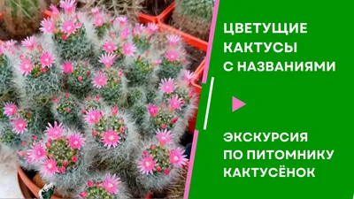 Растение искусственное KoopmanINT Кактусы в кашпо 130см купить в  интернет-магазине Доминго