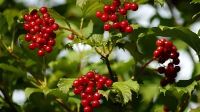 🍒 Купить ягоды калины в Москве: цена от 260 руб за красные и черные свежие  плоды — Дикоед