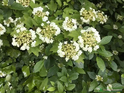 Калина складчатая \"Каскад\" (Viburnum plicatum Cascade) - Лиственные  растения весна 2024 года - купить лиственные растения спирея, кизильник,  барбарис, лапчатка.