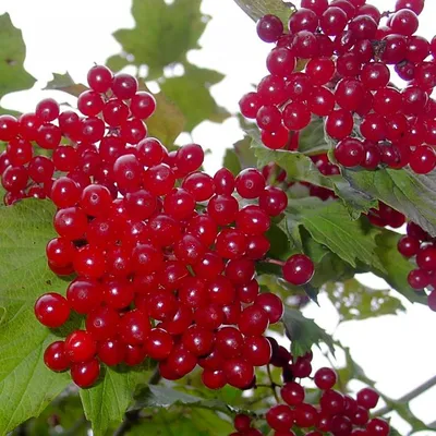 Калина съедобная Красная гроздь - Калина - GardenPlants