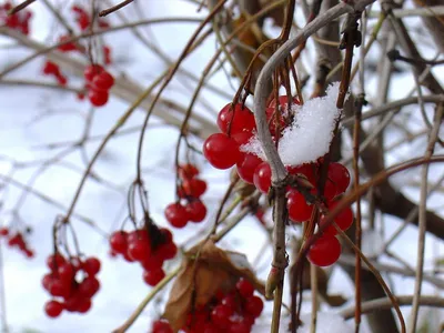 Скачать обои зима, иней, ягоды, калина, winter разрешение 640x960 #106038
