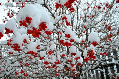 Калина замерли зимой, который под снегом Калина в снеге первый снежок Осень  и снег Красивейшая зима Стоковое Изображение - изображение насчитывающей  ягод, листья: 134212269