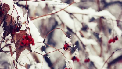 Вятские картины на холсте \"Зима калина макро ягоды\" на подрамнике / декор  для дома / интерьер / на стену | AliExpress
