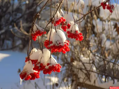 ягоды красной калины покрытые инеем передний план изморозь иней Фото Фон И  картинка для бесплатной загрузки - Pngtree