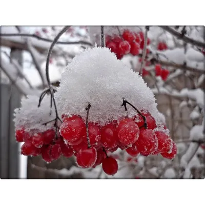 Скачать обои снег, зима, макро, холод, ягоды разрешение 2560x1600 #126707