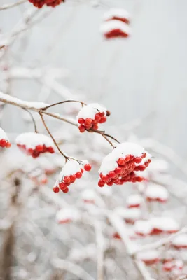 калина #природа #зима #январь #снег #viburnum #nature #winter #january  #snow #naturephotography #canonphotography #canon | Instagram
