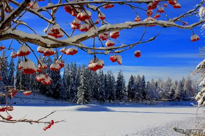 Фотография Калина зимой автора Kirena фото №313909 смотреть на ФотоПризер.ру