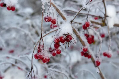 Калина зимой :: Дарья Лаврухина – Социальная сеть ФотоКто