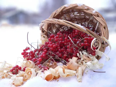 Калина замерли зимой, который под снегом Стоковое Изображение - изображение  насчитывающей праздник, макрос: 133656233