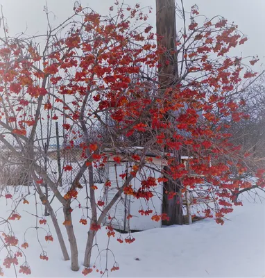 Калина зимой - красивые фото