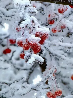 Красная калина зимой. Красные группы ягоды калины под снегом. Зимой калина  кисти. Снег с ягодами. Зима Стоковое Фото - изображение насчитывающей  рождество, еда: 203370152
