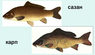 Карп кои — Правдинское рыбоводное хозяйство