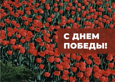 Поздравляем с Днём Победы! | islam.ru