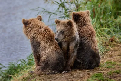 Купить Матрешка три медведя