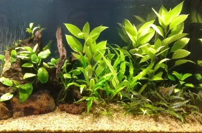 Мой аквариум,пока без рыб | Пикабу