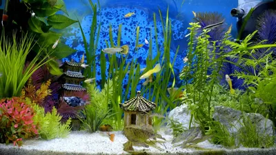 Маленький аквариум и рыбка петушок. Особенности оформления - DECOTOP.RU