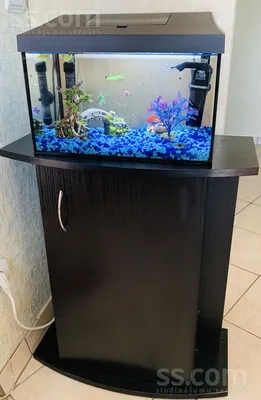 GloFish - флуоресцентные аквариумные рыбки