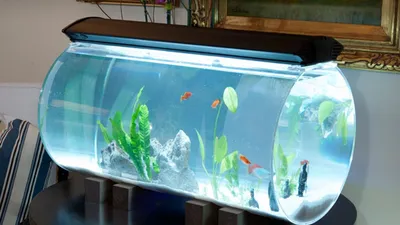 Рыбки и аквариум 2 варианта на выбор - Дошкольное образование