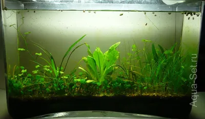 Аквариум для гостиной Маленький Домашний напольный цилиндрический Золотой аквариум  без воды | AliExpress