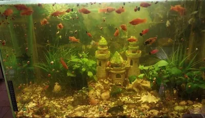 Купить аквариум для рыб Биодизайн ПАНОРАМА 100, без светильника, белый, 98  л, цены на Мегамаркет | Артикул: 100026495183