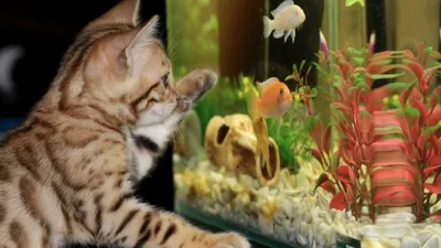 Настольный аквариум для рыб 4 л, креативный самоциркулирующийся аквариум  для золотой рыбы, маленький бытовой мини-аквариум без воды | AliExpress