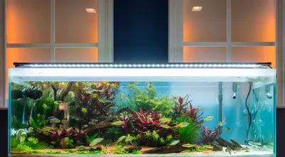 Нано аквариум в Вашем доме.