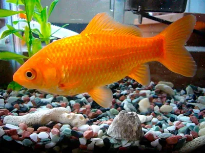 Исследование над золотой рыбкой