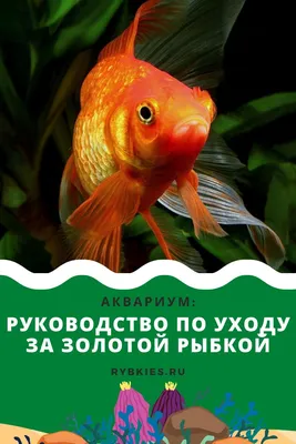 Руководство по уходу за золотой рыбкой | Золотая рыбка, Аквариум, Вид