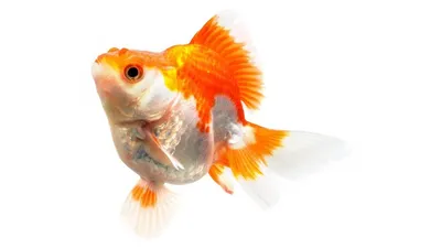 изображение золотой рыбки в маленьком круглом аквариуме на белой  поверхности Стоковое Изображение - изображение насчитывающей символ,  конспектов: 214118599
