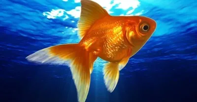 Купить Искусственное украшение аквариума Светящийся эффект Золотая рыбка  Аквариум Орнамент Декор | Joom