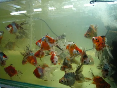 А карась-то не обыкновенный»: несказочная история о золотой рыбке | Заметки  о животных | Дзен