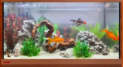 золотая рыбка в аквариуме стоковое фото. изображение насчитывающей  разведенными - 238540588