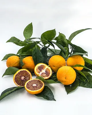 Сублимированный апельсин слайс с цедрой 250 г купить в интернет-магазине  Шоко.ru