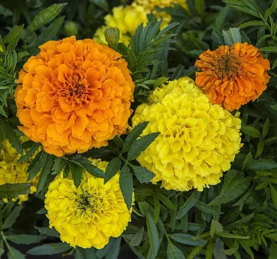 Бархатцы отклоненные (Tagetes patula)