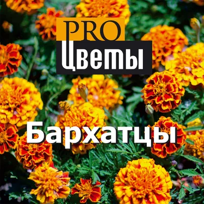 ✺✺✺ Выращивание бархатцев с пользой ✺✺✺ GreenMarket