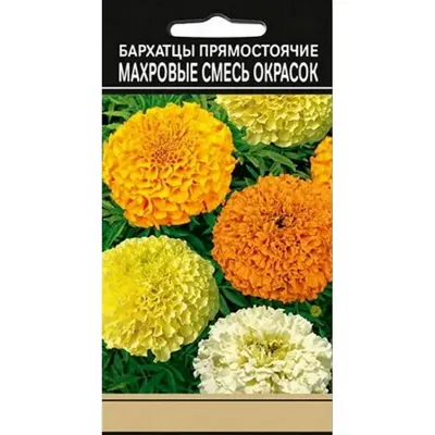 Бархатцы Оранжевый Снег семена купить в Украине | Веснодар