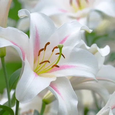 Resultado de imagem para лилия цветок | White lily flower, Lily wallpaper,  Tiger lily flowers
