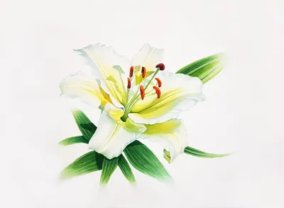 Белая лилия цветет букет на черноте Стоковое Изображение - изображение  насчитывающей лилли, природа: 25900121